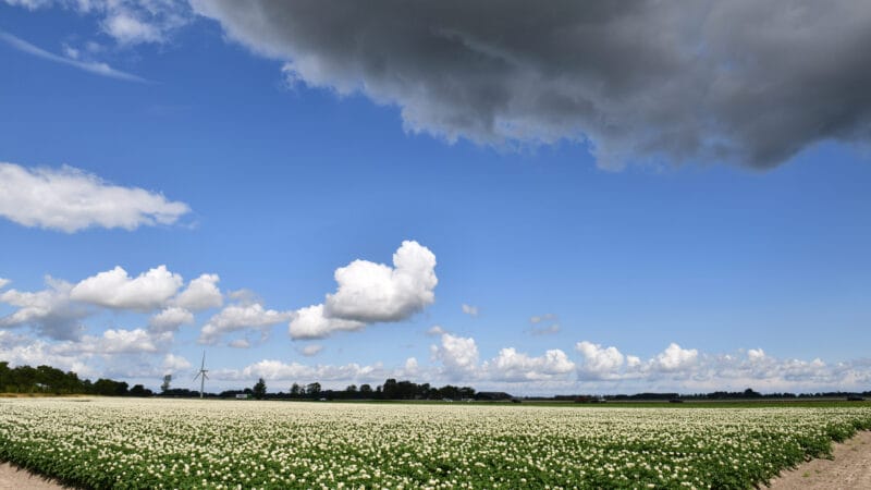 Een boerenerf in Nederland