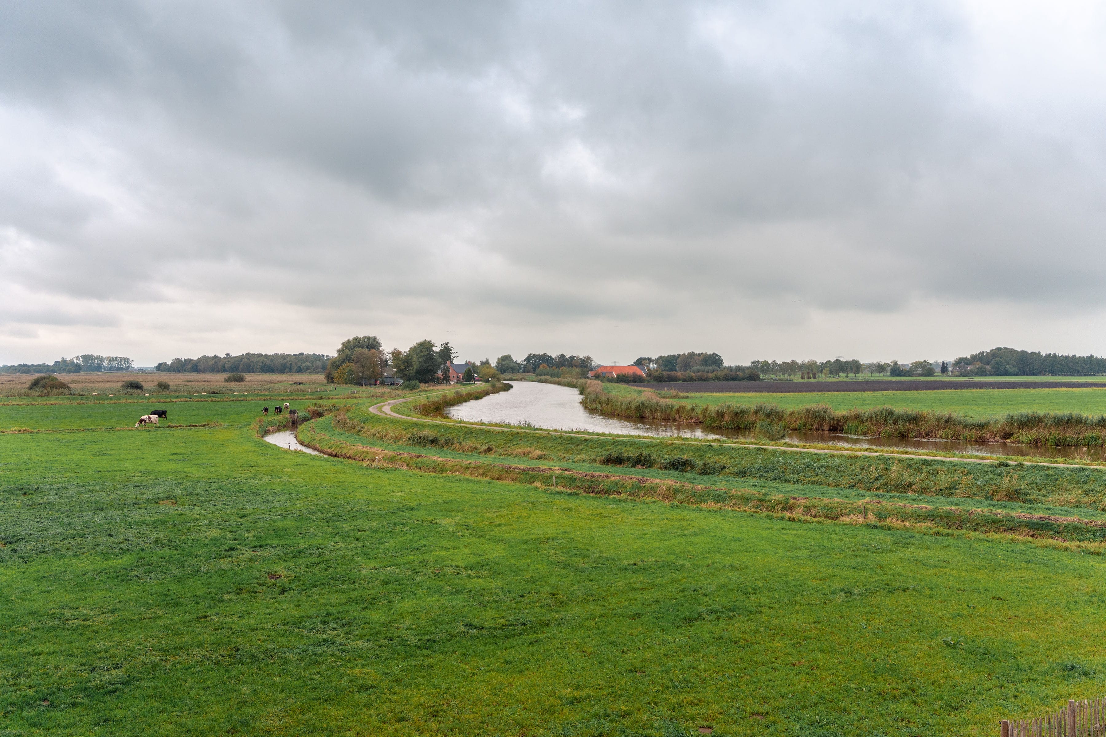 Gronings landschap, grasveld met koeien in de verte