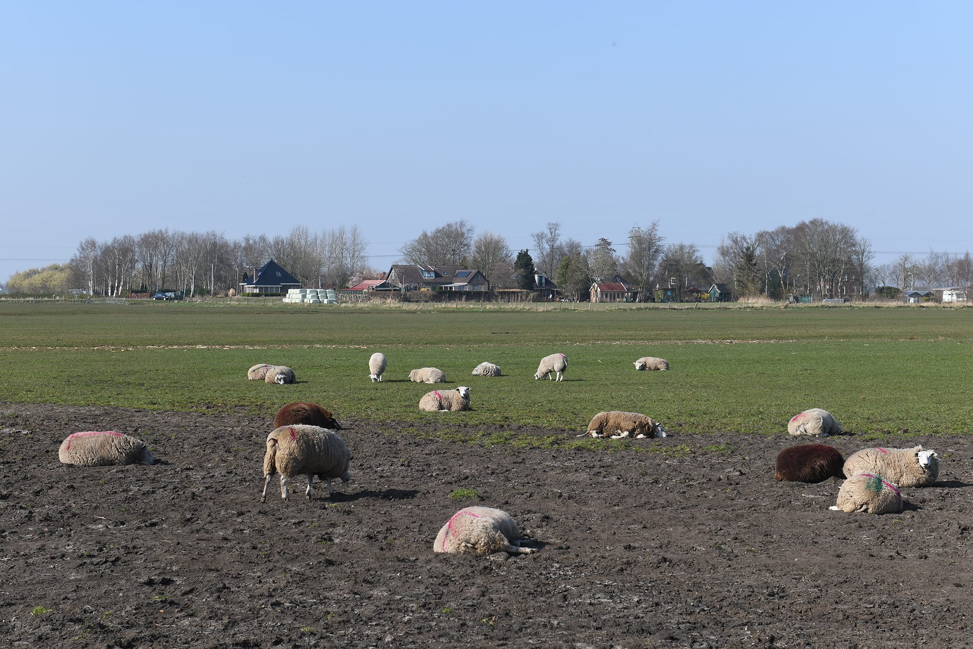 schapen in een weiland